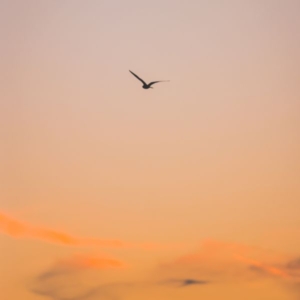 Medium-image1 a silhouette of a bird flying in the sky during a sunset